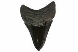 Serrated, Fossil Megalodon Tooth - Polished Blade #130841-1